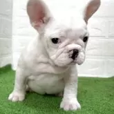 フレンチブルドッグ