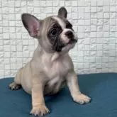 フレンチブルドッグ【福岡県・女の子・2025年9月6日・フォーンホワイト】の写真2