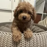 ティーカッププードル【福岡県・男の子・2025年8月3日・レッド】の写真3