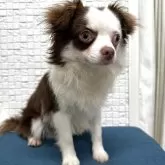 チワワ(ロング)【福岡県・男の子・2024年10月18日・ホワイト&チョコ】の写真3