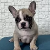 フレンチブルドッグ【福岡県・女の子・2025年9月6日・フォーンホワイト】の写真3