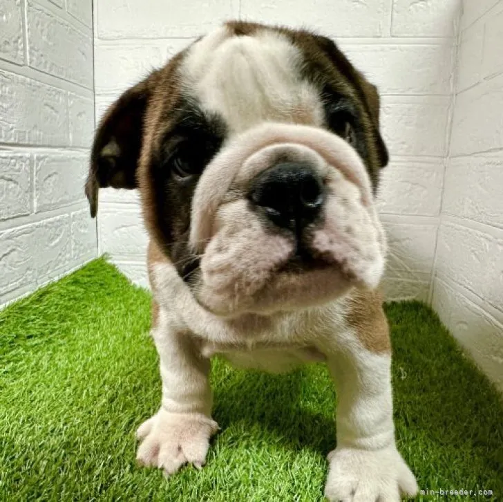アイス 様のお迎えした子犬