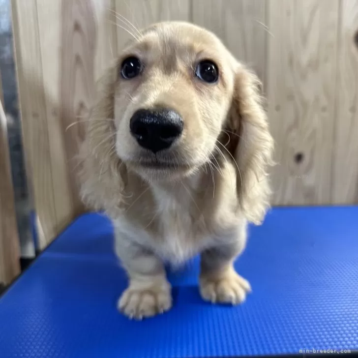 ID:2407-00296の子犬