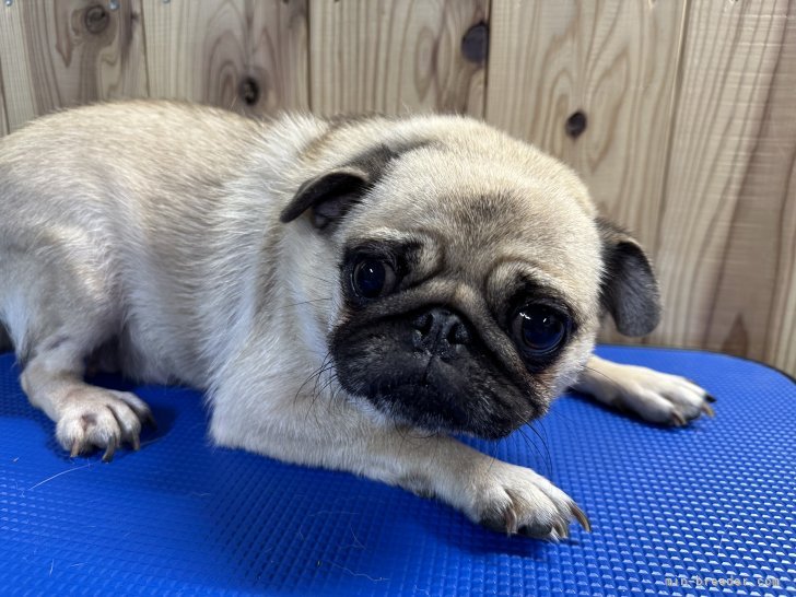 パグ【・女の子・2020年6月1日・フォーン】