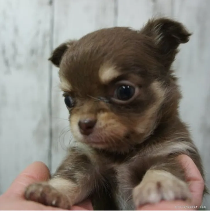ぺこなな 様のお迎えした子犬