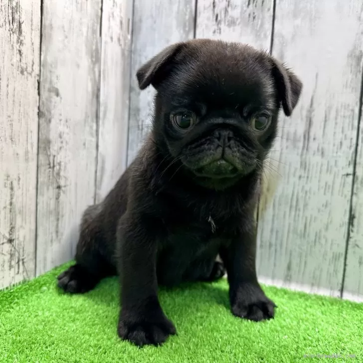 ID:2404-04404の子犬