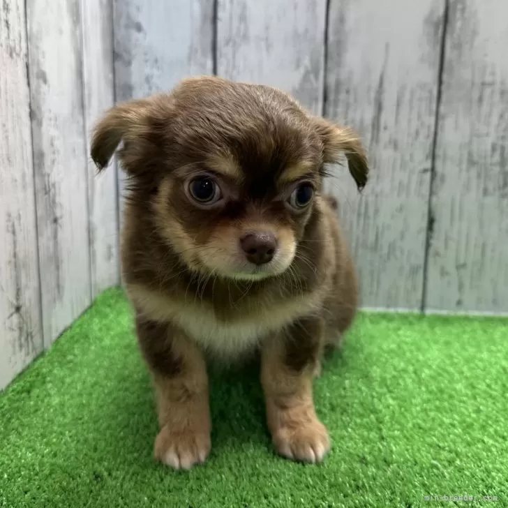 ID：2404-02856の子犬