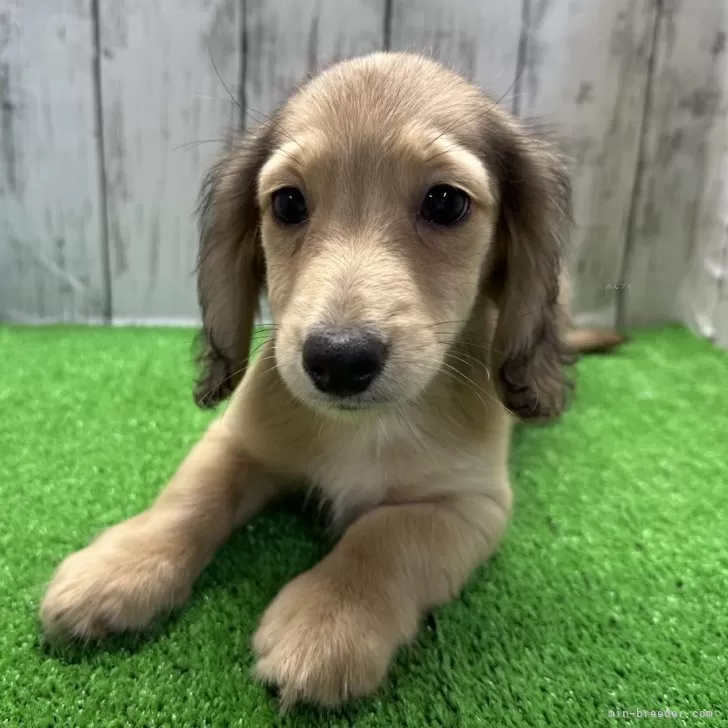ID:2403-01119の子犬