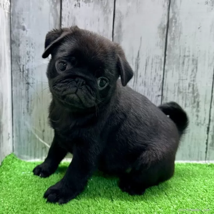 ID:2404-04402の子犬