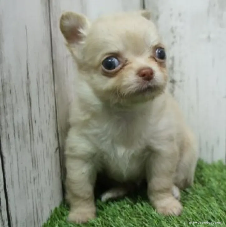 ID:2301-02588の子犬