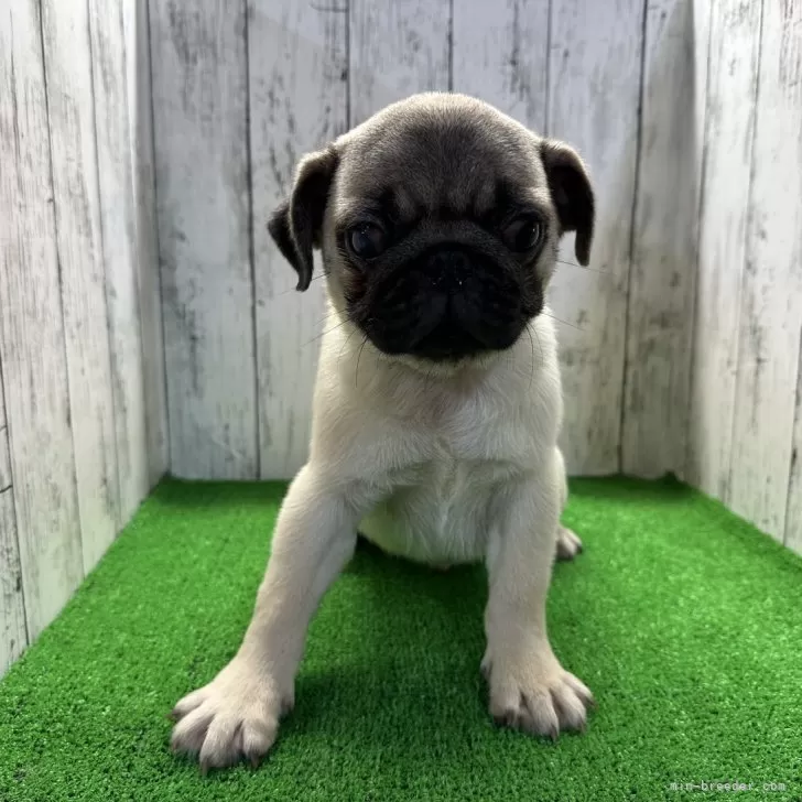 ID：2408-03895の子犬