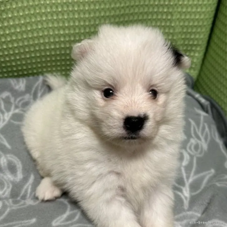 ID:2306-00387の子犬