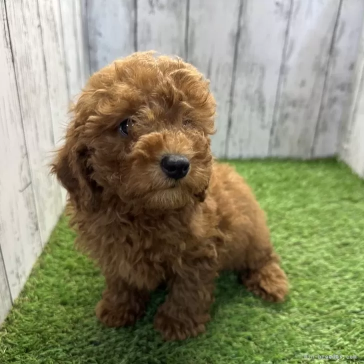 ID:2401-03063の子犬