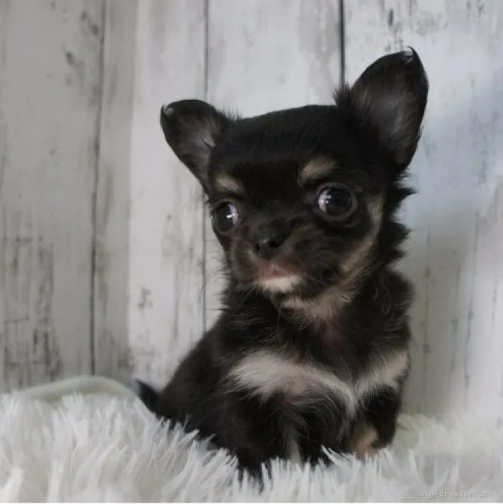 ID:2303-00509の子犬