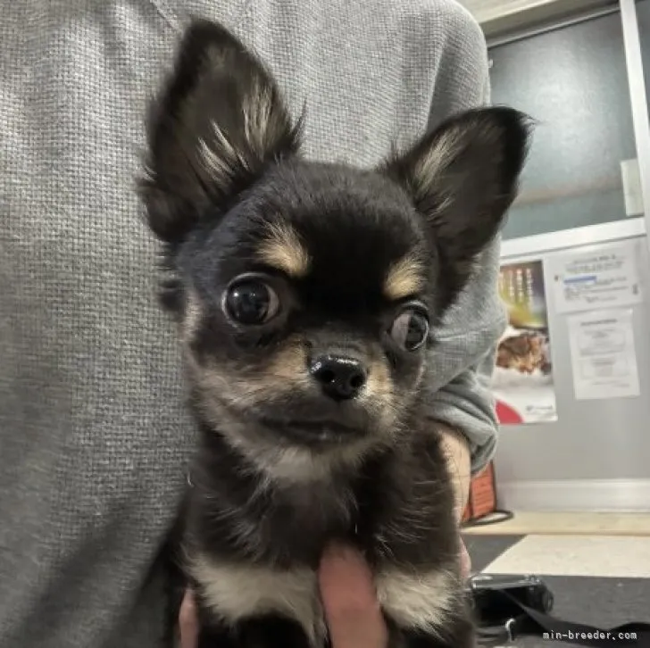 ID:2303-00503の子犬