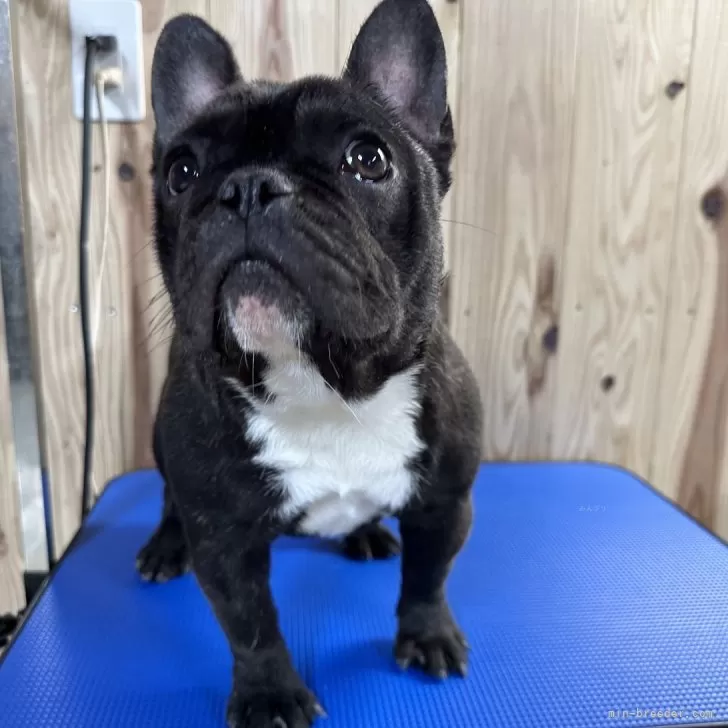 ID:2310-05536の子犬