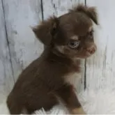 チワワ(ロング)【福岡県・男の子・2023年1月9日・チョコタン、ホワイト】の写真1「3月13日撮影」