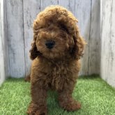 トイプードル(トイ)