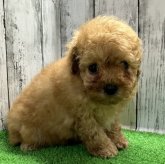 トイプードル(タイニー)