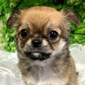 チワワ(ロング)【広島県・女の子・2024年12月27日・レッド】の写真「人間が大好きで甘えん坊な子」