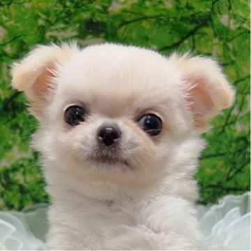 チワワ(ロング)【広島県・男の子・2025年8月16日・ホワイト&クリーム】の写真「嬉しいと笑い、お話を聞く時は首を傾げます。」