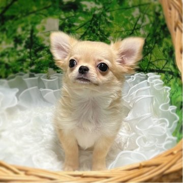 チワワ(ロング)【広島県・男の子・2025年7月9日・フォーン&ホワイト】の写真「甘えん坊で可愛い」