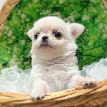 チワワ(ロング)【広島県・男の子・2025年8月16日・ホワイト&クリーム】の写真「フワフワのコグマみたいで可愛い子」