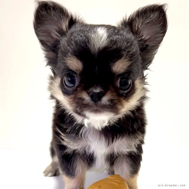 ID:2307-05580の子犬