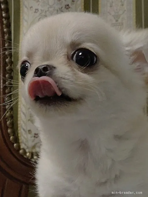ID:2107-01529の子犬