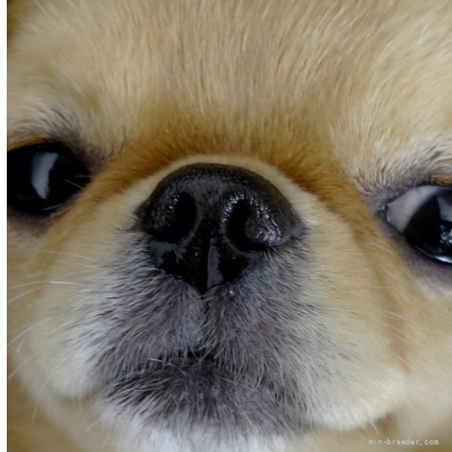 チワワ(ロング)【・男の子・2019年2月8日・レッド&ホワイト】「看板犬をしています。名前はポケットです」