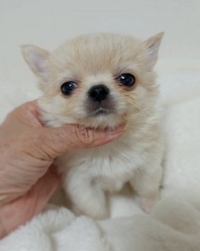 チワワ(ロング)【広島県・男の子・2021年11月2日・クリーム】の写真「小さいチワワを、お探しの方必見です。」