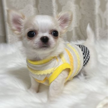 チワワ(ロング)【広島県・男の子・2023年10月22日・クリーム&ホワイト】の写真「実物は、めちゃくちゃ可愛いです。」