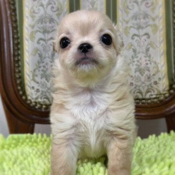チワワ(ロング)【広島県・男の子・2023年9月5日・クリーム】の写真「お求めやすい価格です」