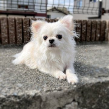 チワワ(ロング)【広島県・男の子・2022年6月15日・クリーム】の写真「優しい子です。」
