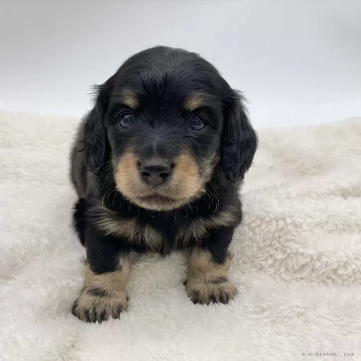 ID:2412-05362の子犬