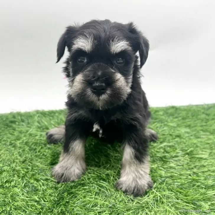 ID：2511-00626の子犬