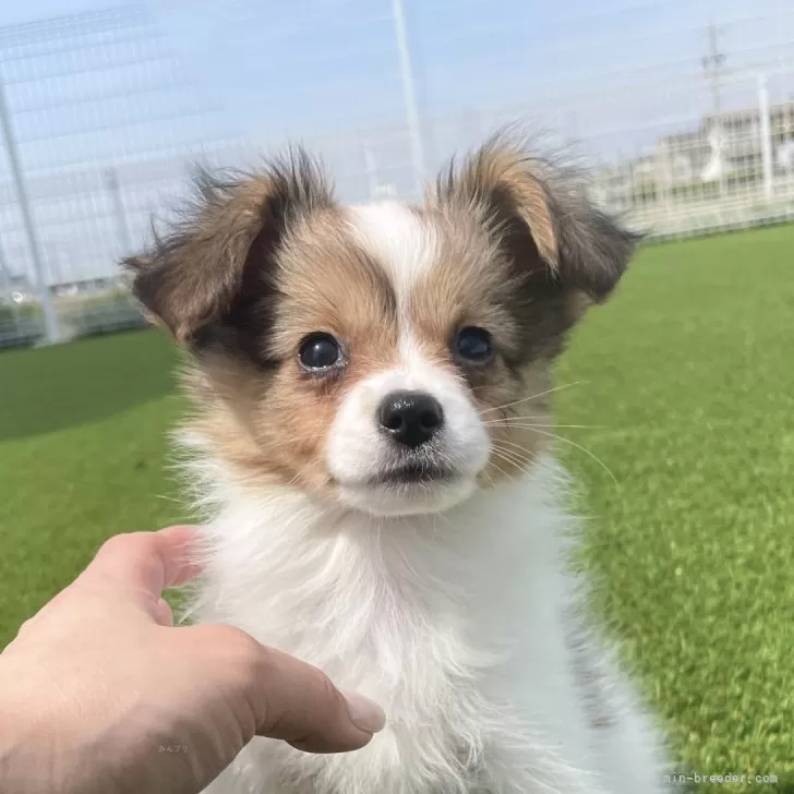 ID:2504-04274の子犬
