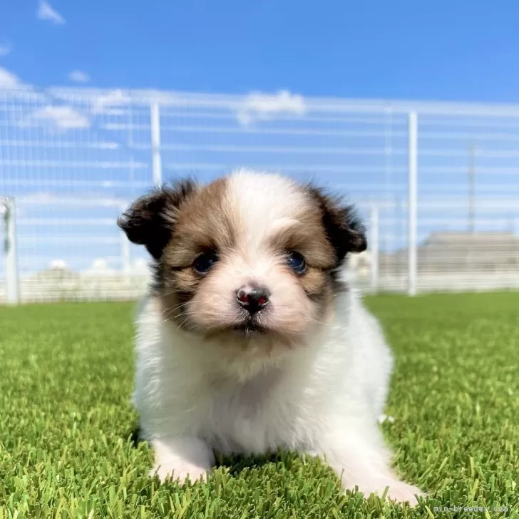 ID:2504-00974の子犬