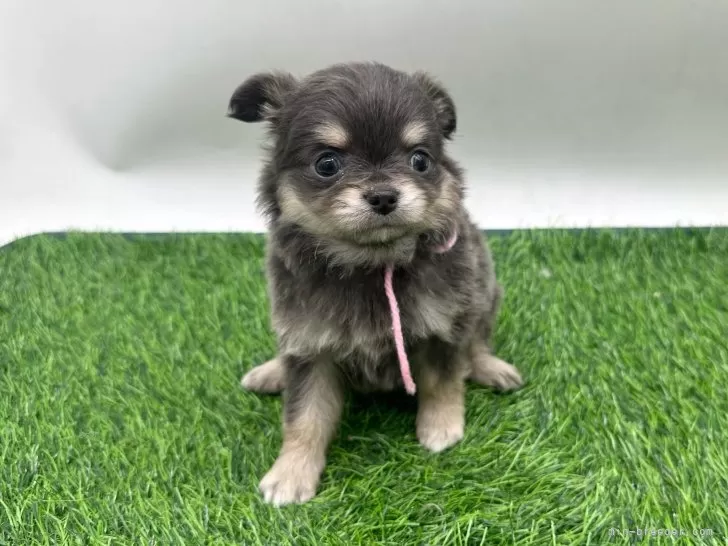 ID：2603-02435の子犬