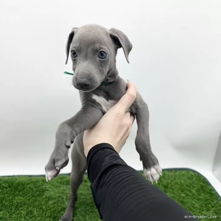 ID：2505-06595の子犬