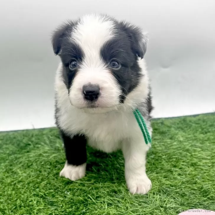 ボーダーコリー【愛知県・男の子・2025年10月3日・ブラック&amp;ホワイト】の写真1