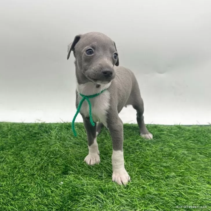 イタリアングレーハウンド【愛知県・男の子・2025年9月21日・ブルー&amp;ホワイトマーキングス】の写真1