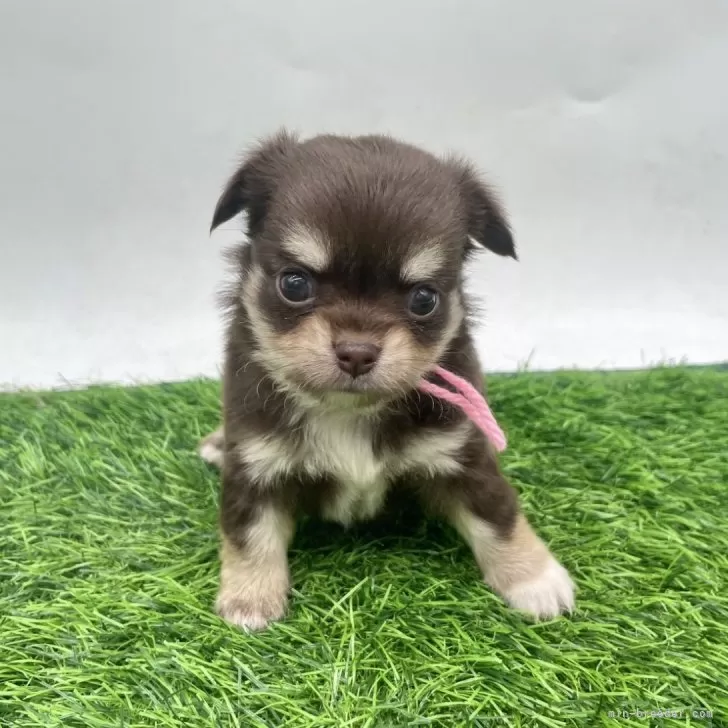 チワワ(ロング)【愛知県・女の子・2025年10月10日・チョコクリーム】の写真1