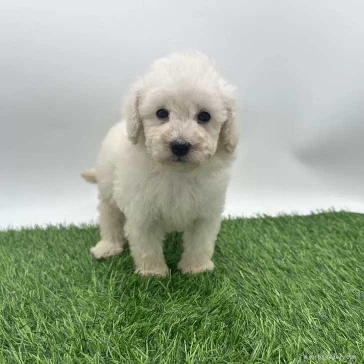 ID：2507-07773の子犬