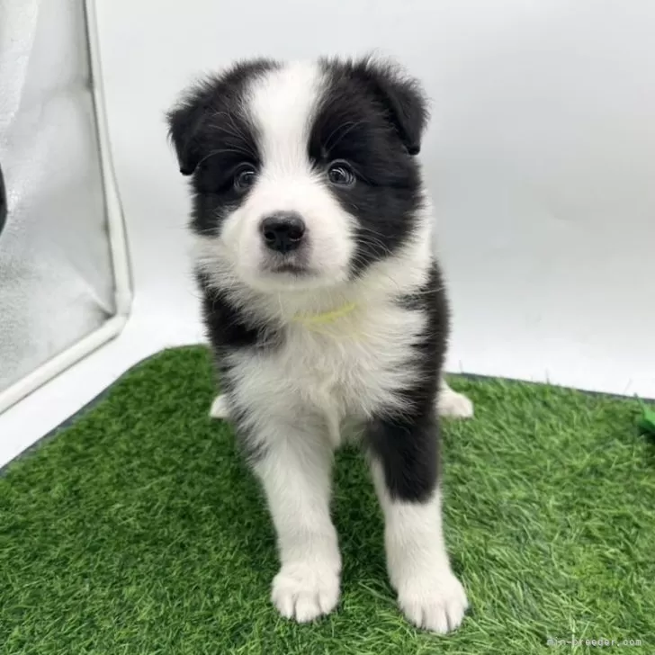 ID:2506-00312の子犬