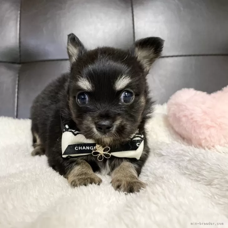 チワワ(ロング)【愛知県・女の子・2025年9月28日・ブラックタン】の写真1