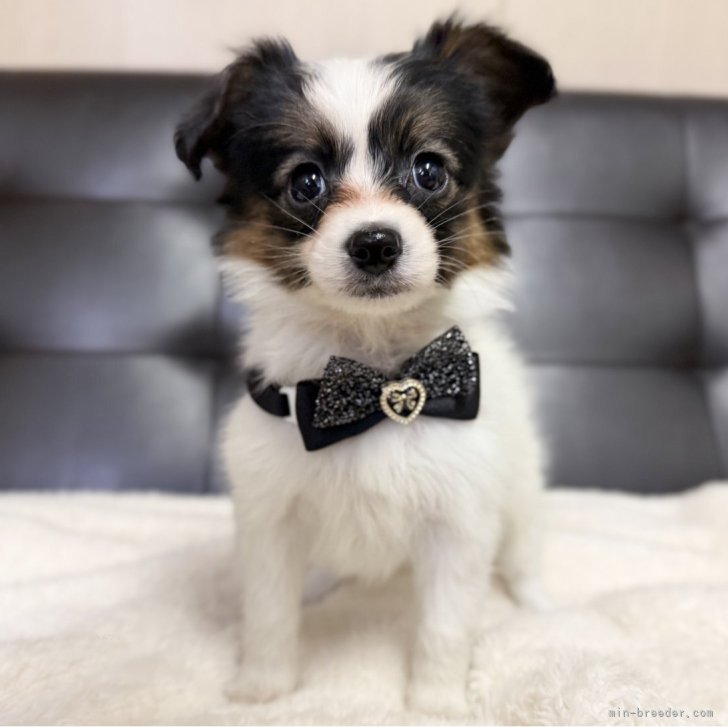 ブリーダー画像