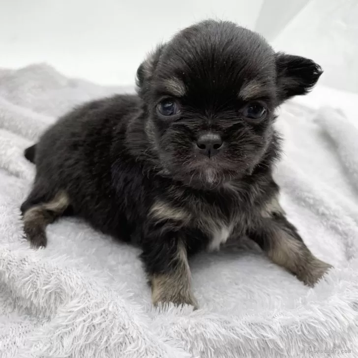ID:2502-06951の子犬