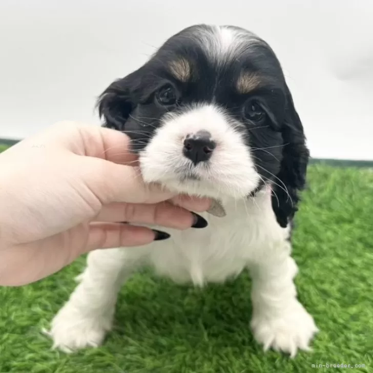 ID:2504-03840の子犬