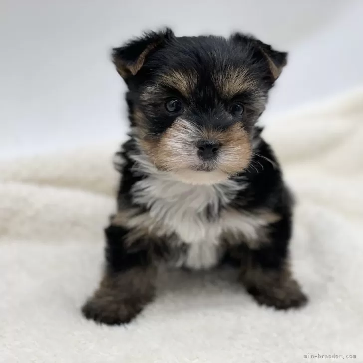 ID：2501-00772の子犬